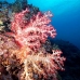coral_soft_ni_v_0705_png1590.jpg